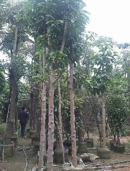 mDƬ