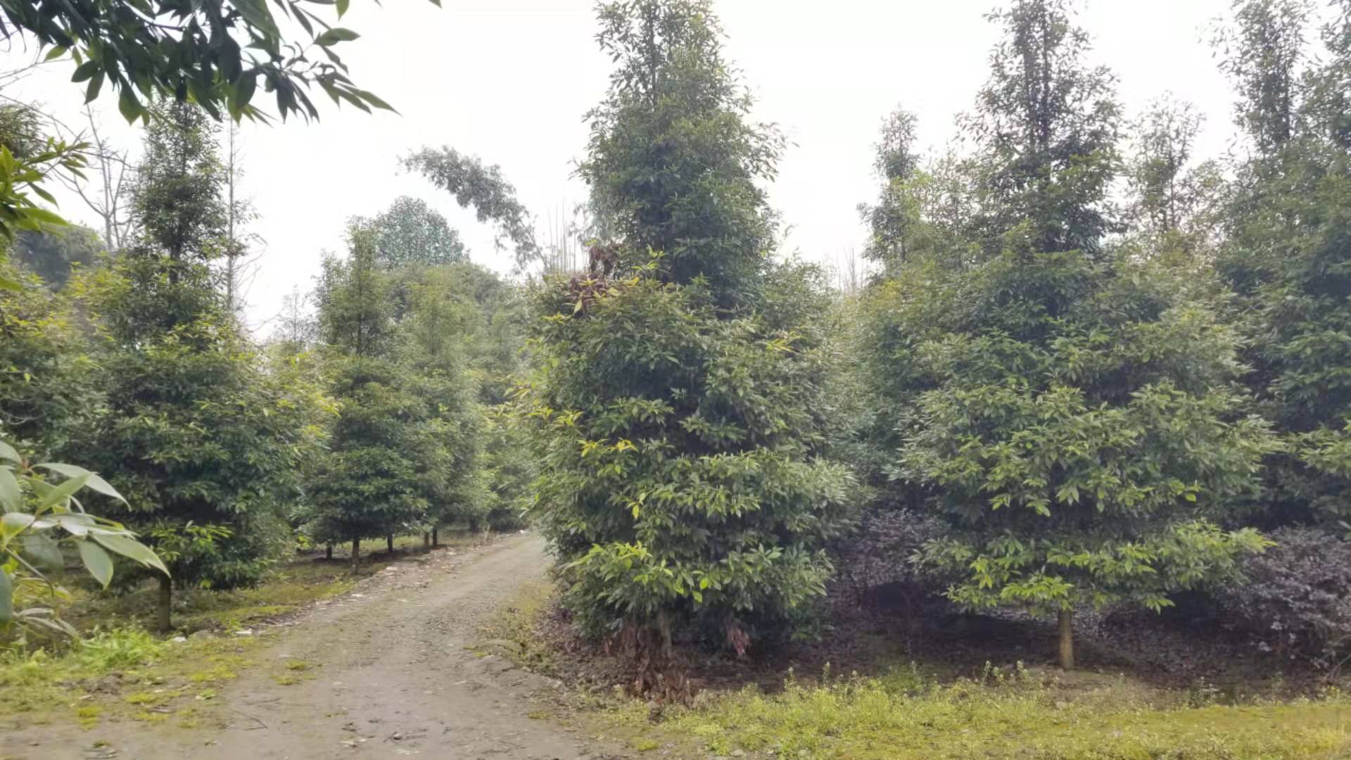zľDƬ
