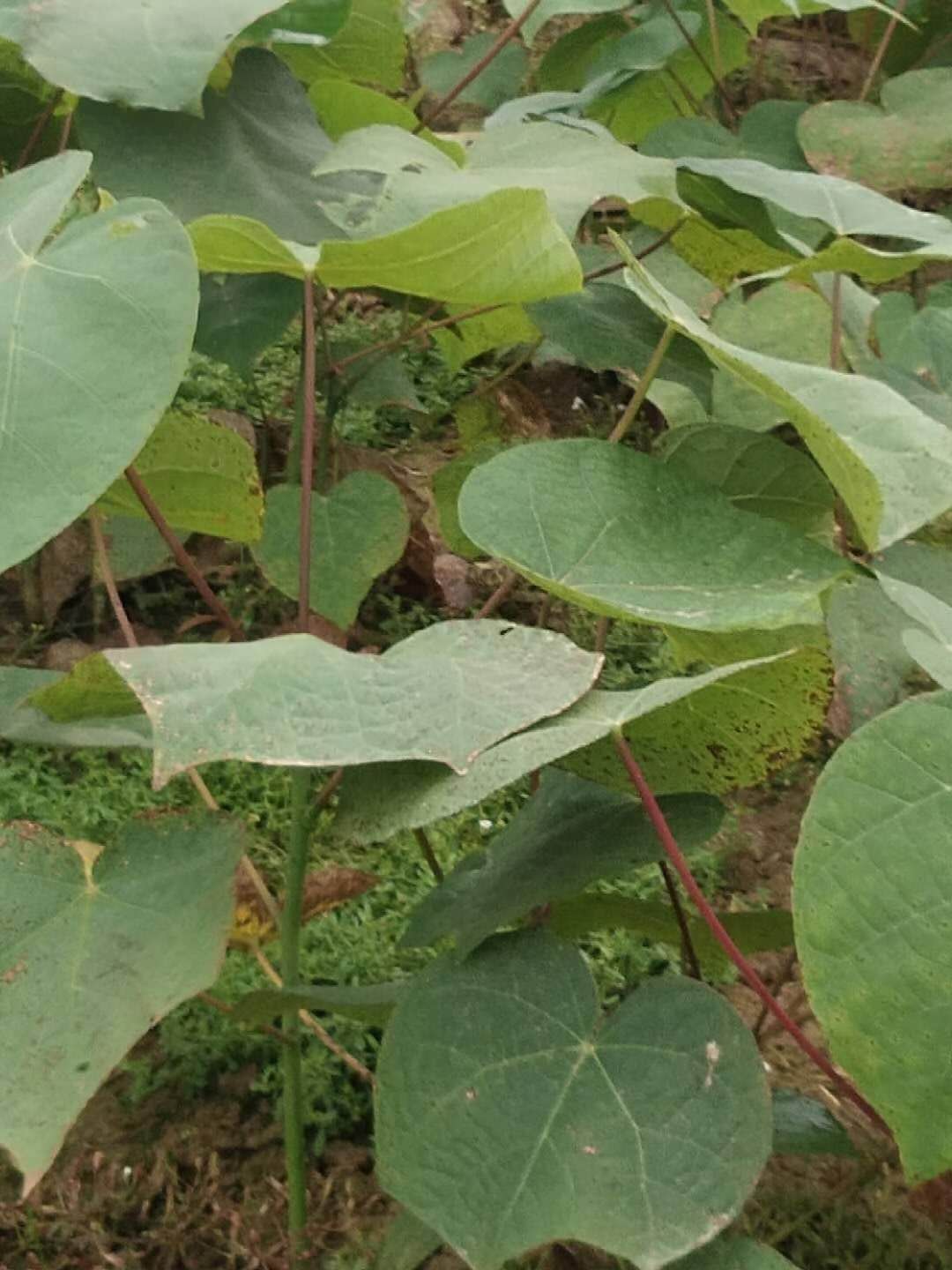 ͩСDƬ