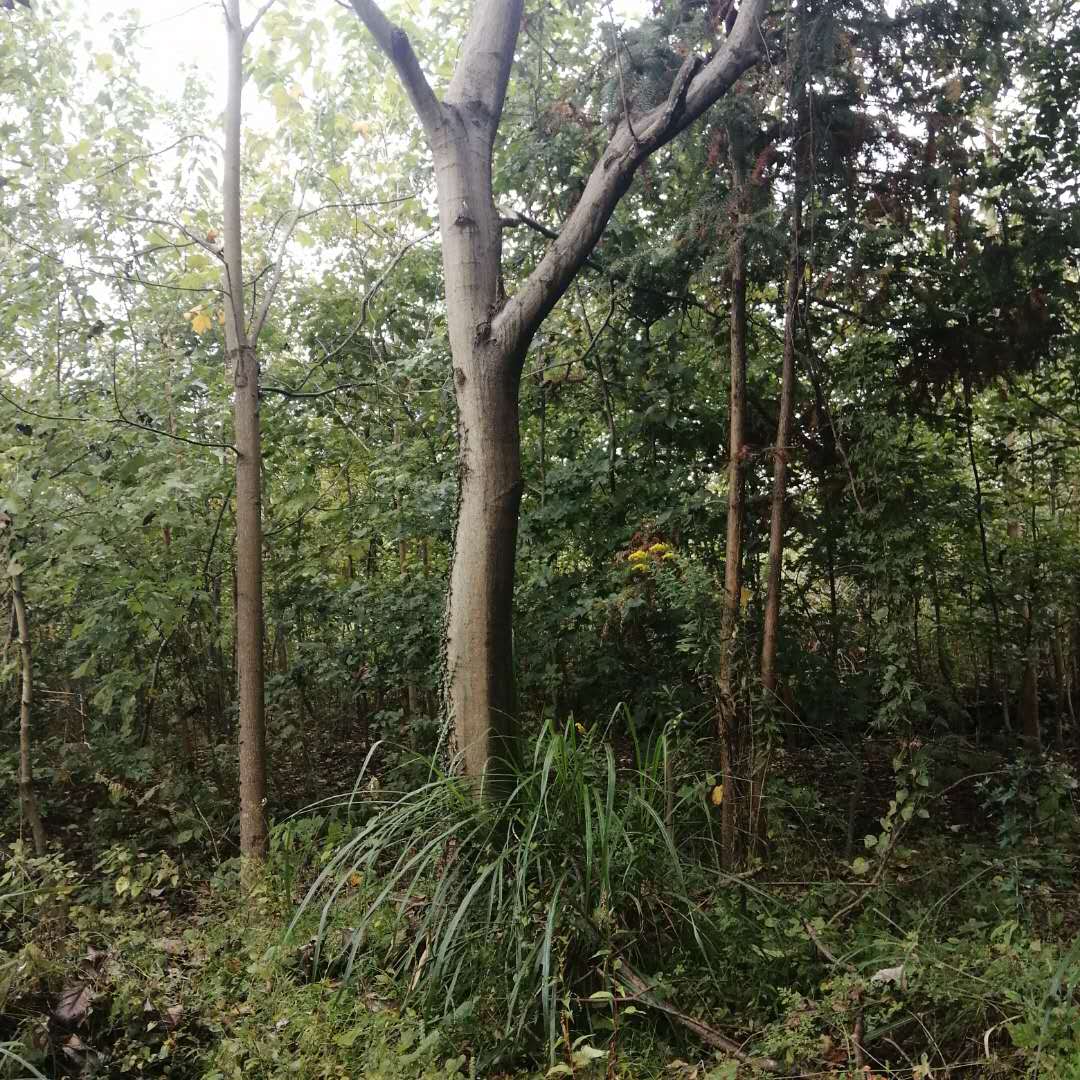 DƬ