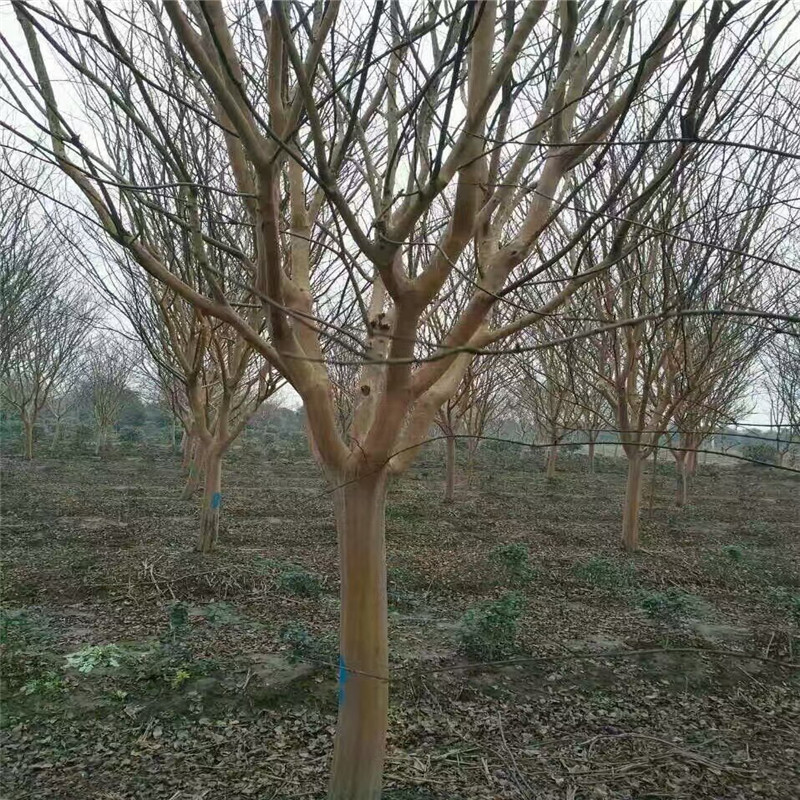 ޱDƬ