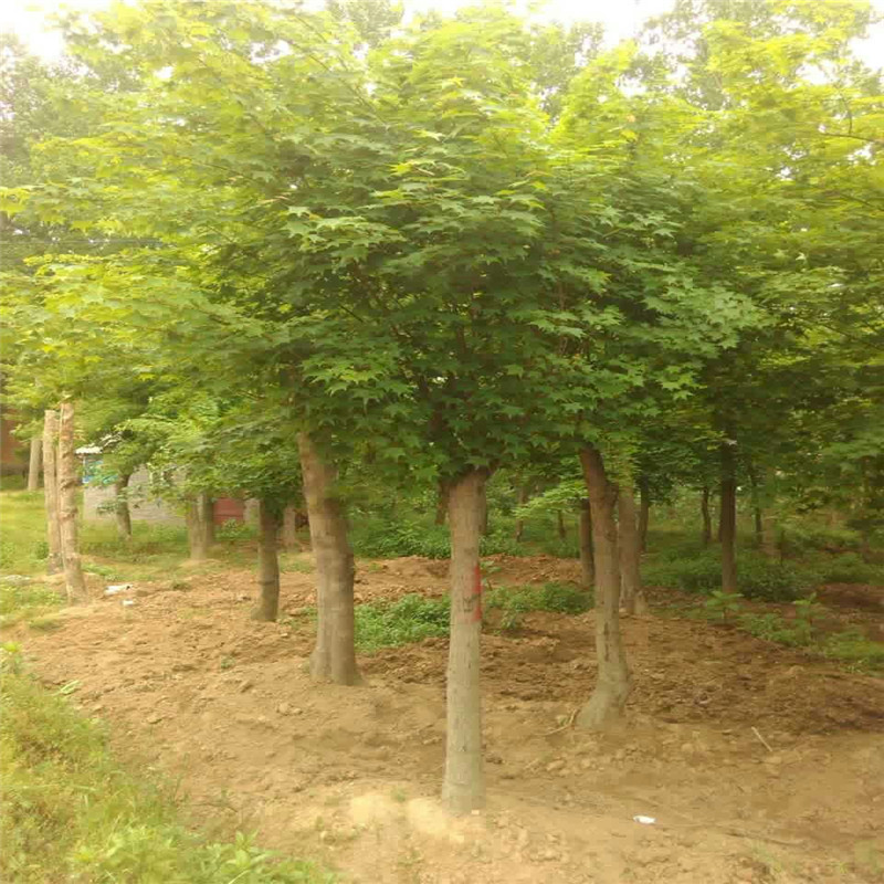 ǗDƬ