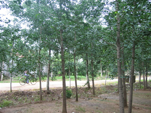 y缰޽DƬ