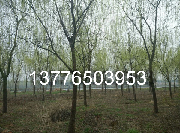 zDƬ