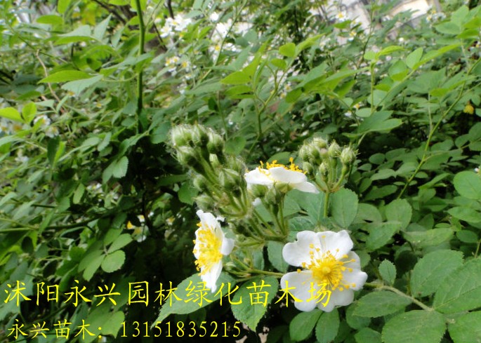 NޱDƬ