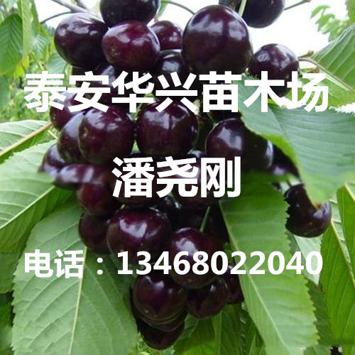 硢ҘDƬ