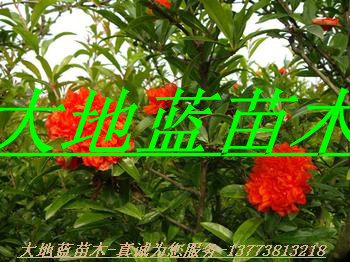ʯDƬ